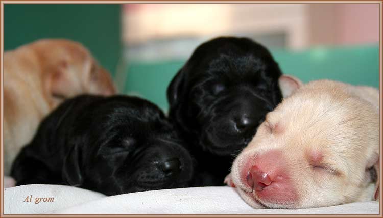 szceniaki labrador retriever