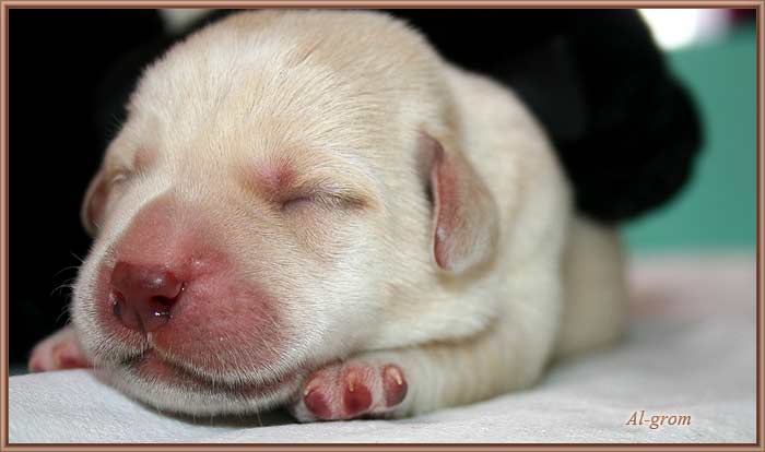 szceniaki labrador retriever