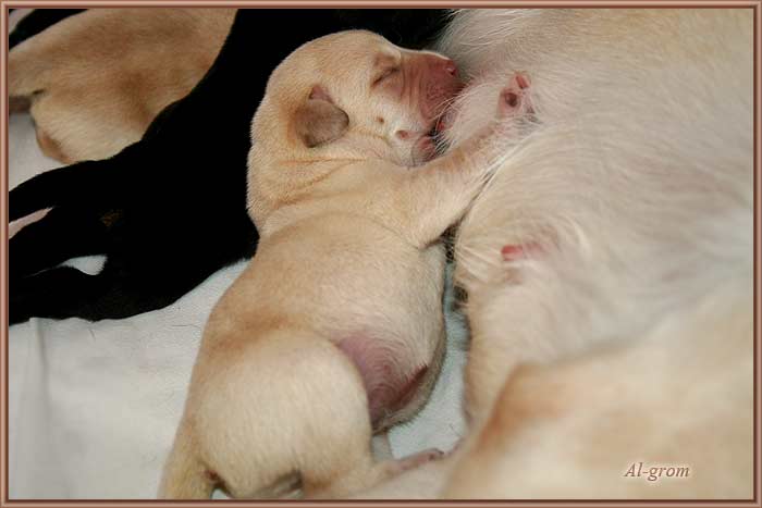 szceniaki labrador retriever