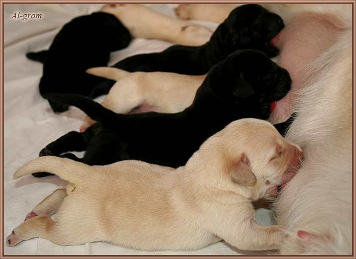 szceniaki labrador retriever