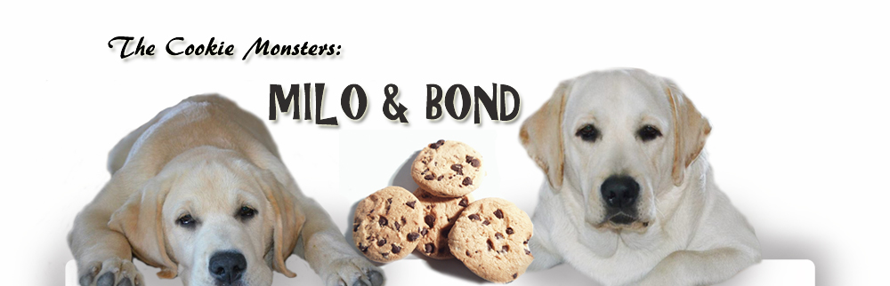Milo Bond